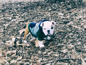 Tokio-Hotel-Bill-Kaulitz-Pumba-Dog-002