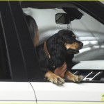 *EXCLUSIVE* Tom Kaulitz and girlfriend Ria leave dog in car as they catch a movie