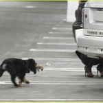 *EXCLUSIVE* Tom Kaulitz and girlfriend Ria leave dog in car as they catch a movie