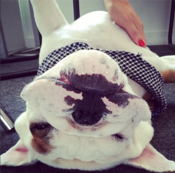 Instagram Natalie Franz: Nova foto de Pumba! (18.10.14)