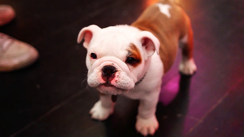 Tokio-Hotel-137-Pumba-Birthday