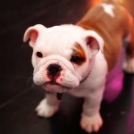 Tokio-Hotel-137-Pumba-Birthday-1024x576