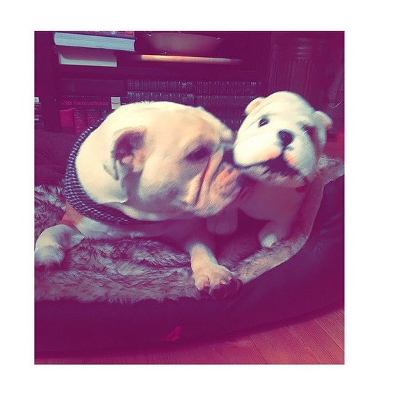 Instagram Bill Kaulitz: Pumbi com seu próprio Pumbi (21.12.14)