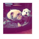 instagram21
