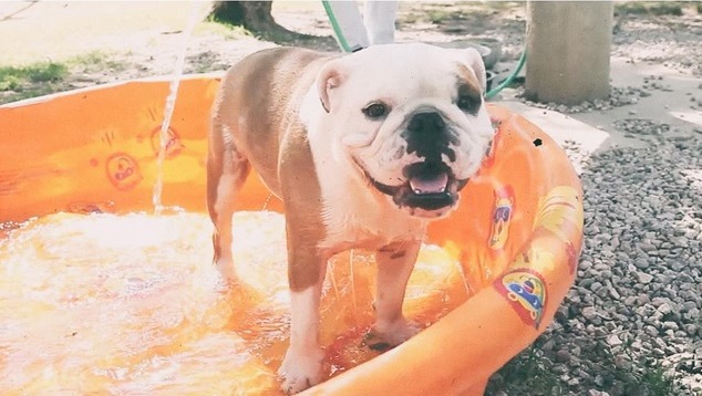 Atualização Tokio Hotel: Dia da piscina! (15.07.15)